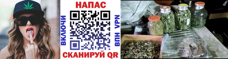 Конопля сатива  маркетплейс клад  Сураж 